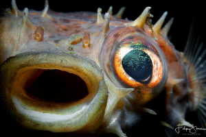 "The scream" - Porcupinefish - Lembeh. by Filip Staes 